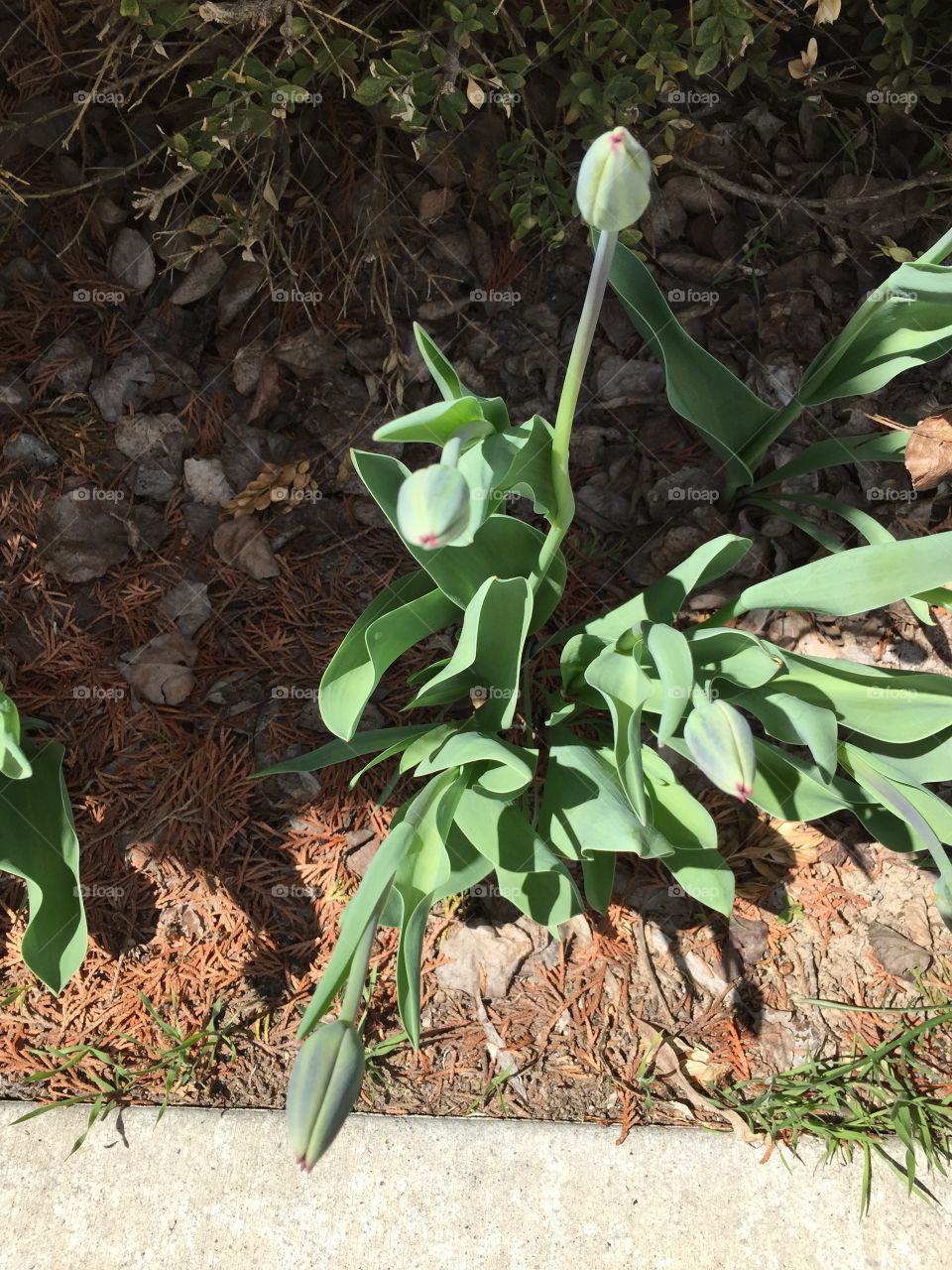 Budding and Blooming Red Tulips