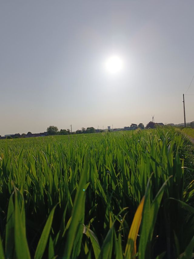 wheat fields
