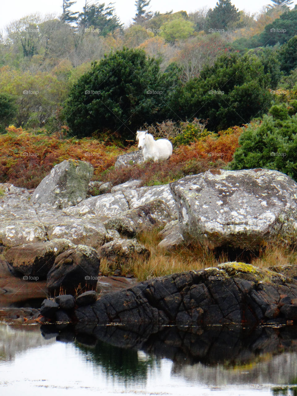 View of horse in Ireland