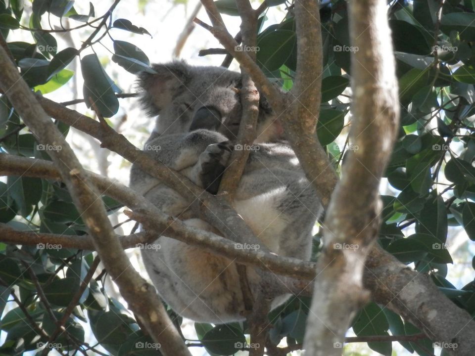 Koala