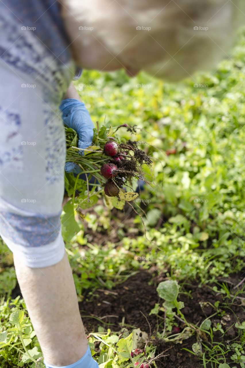 Anederly woman harvesting organic radishes in her home garden