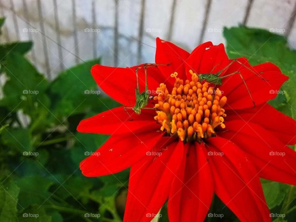 Red Flower Green Nature