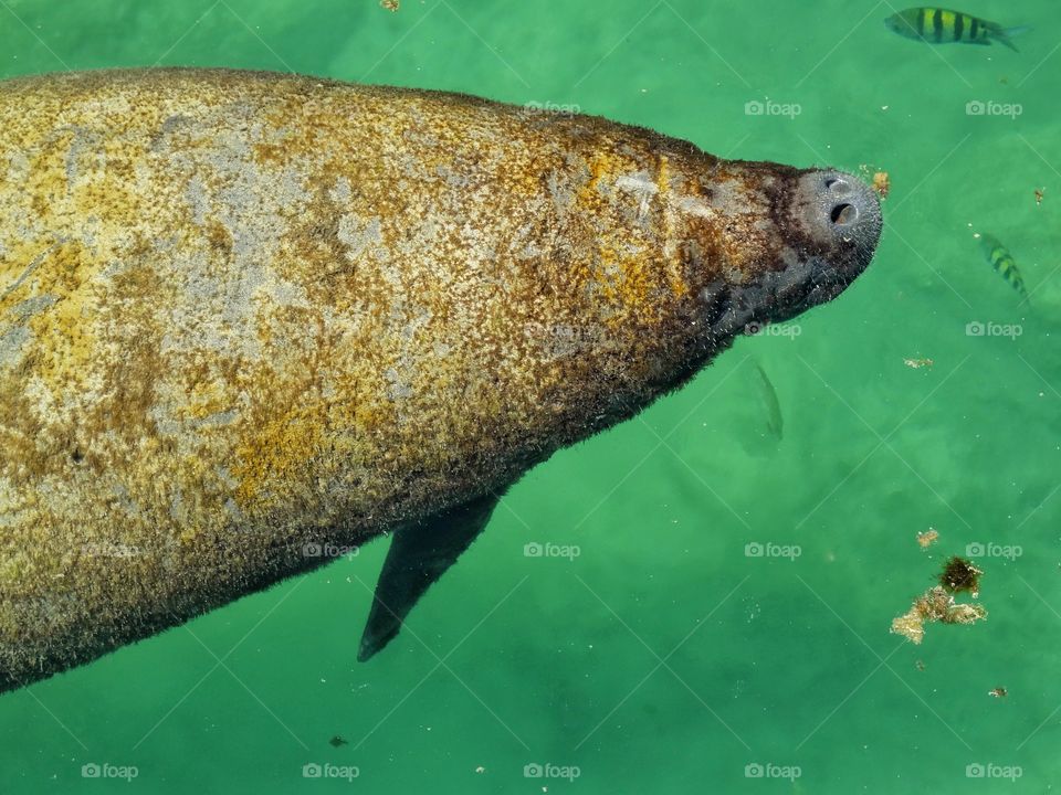 Manatee In Gulf Of Mexico