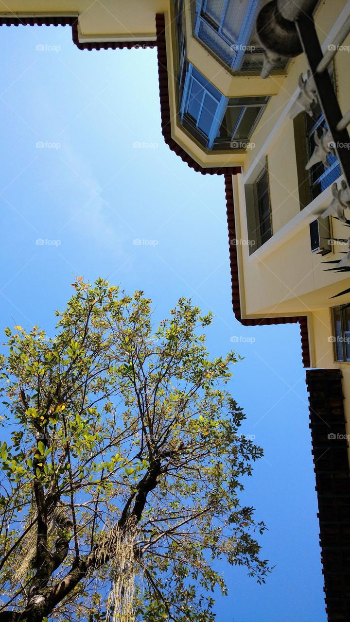 tree, architecture and blue sky