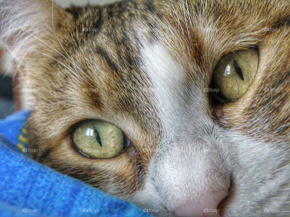 Close-up of a cat