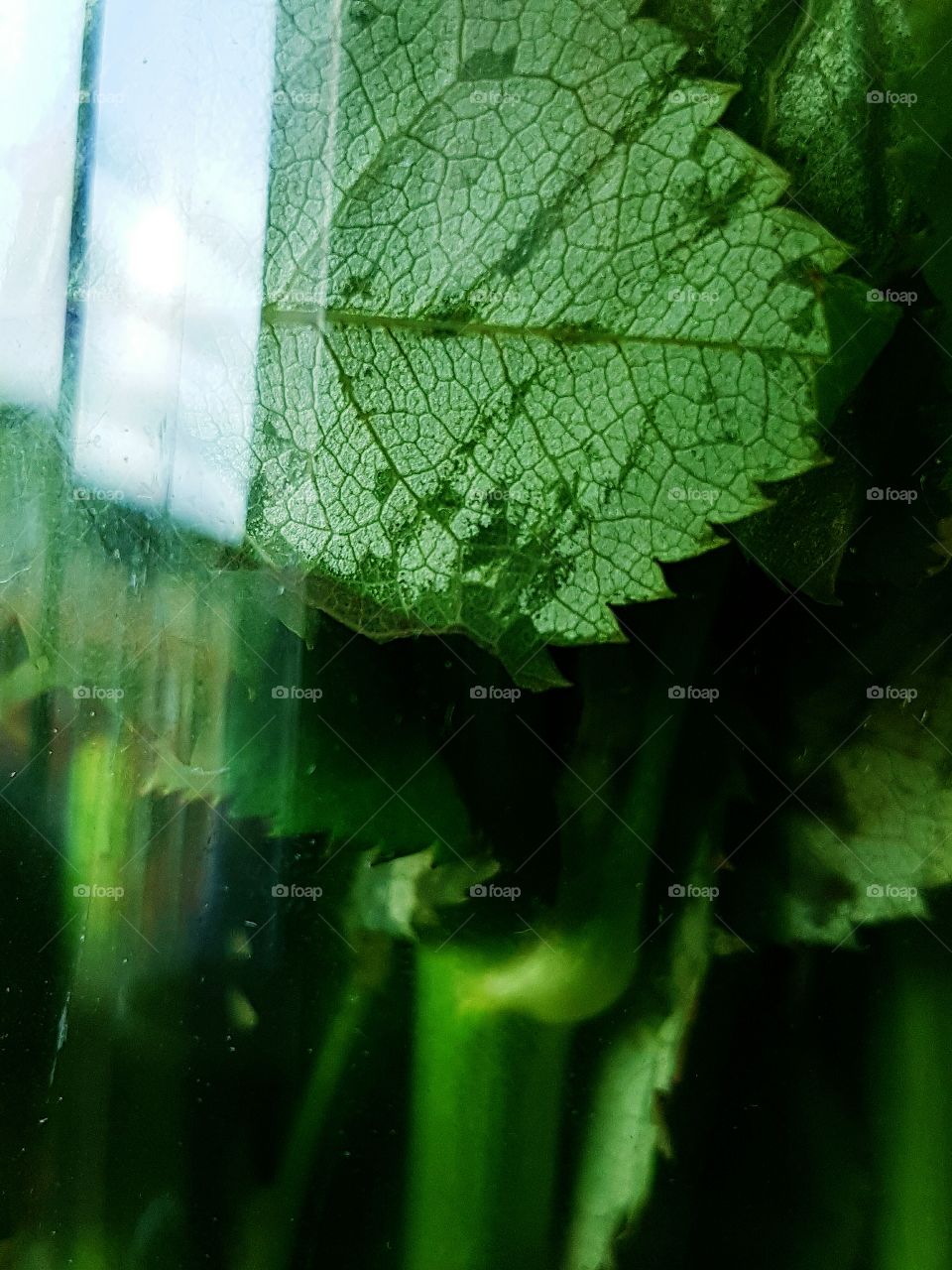 close up leaf