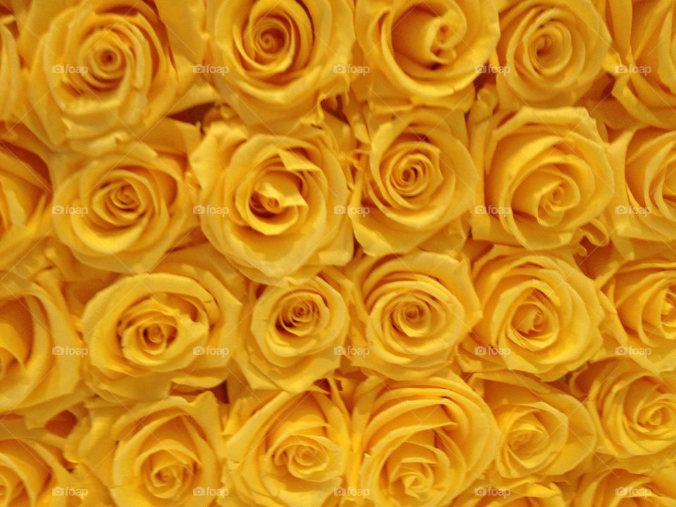 Yellow Roses