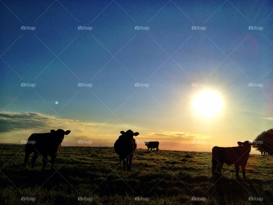 sky green field blue by leonbritton123