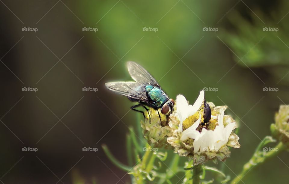 breakfast on the flower