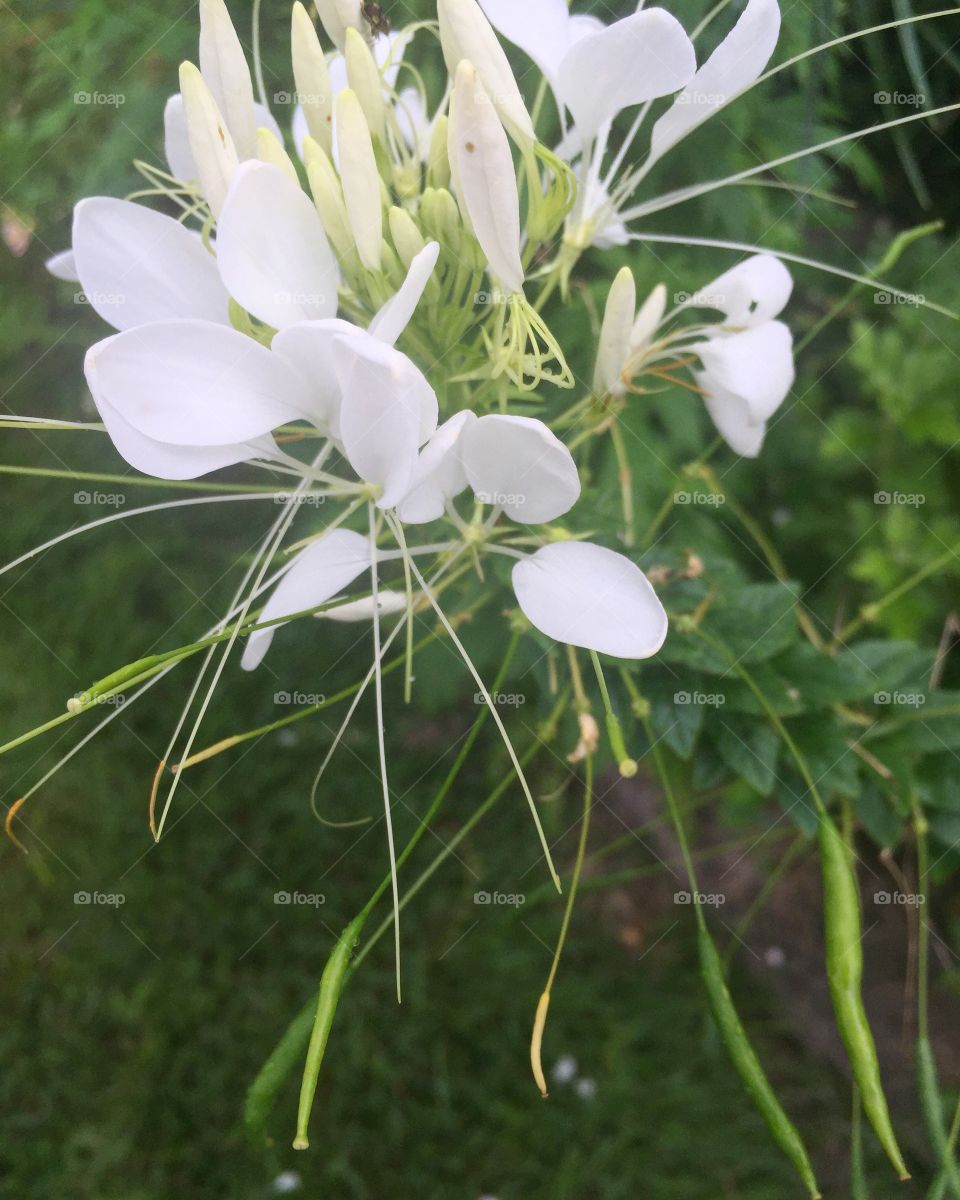 Flower in the garden. Side view detail of white flower petals  in lush green garden