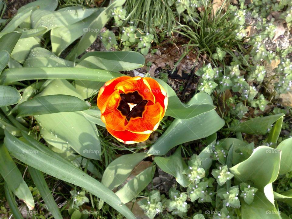 flower close-up