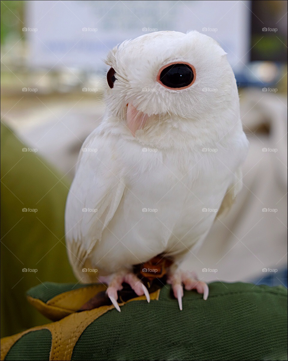 White Screech Owl.