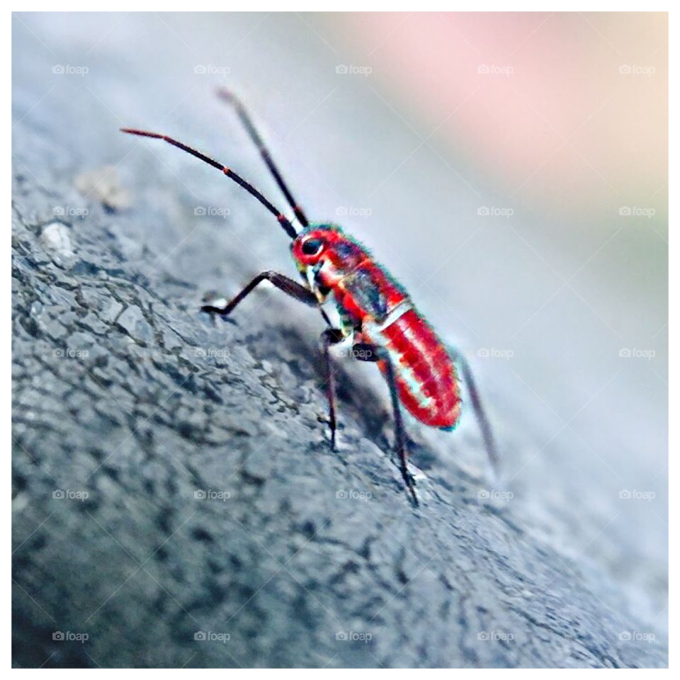 Little Red Bug