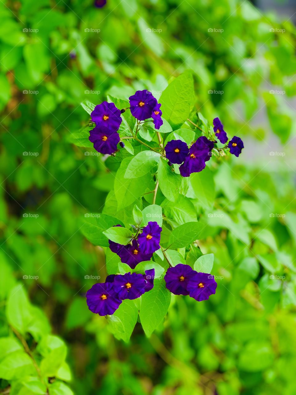 Popping violet flowers on a small branch of a shrub with a muted/faded background.