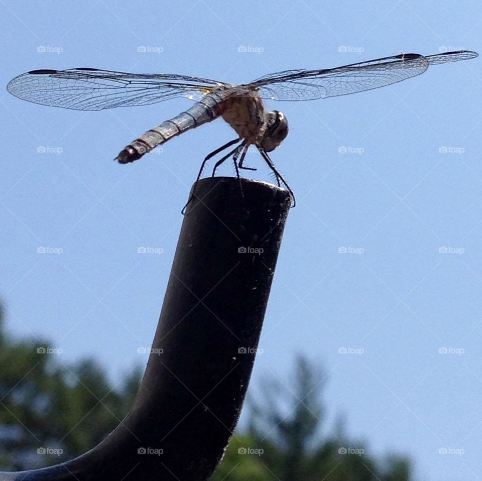 Dragonfly ready to fly off. Black against blue sky.