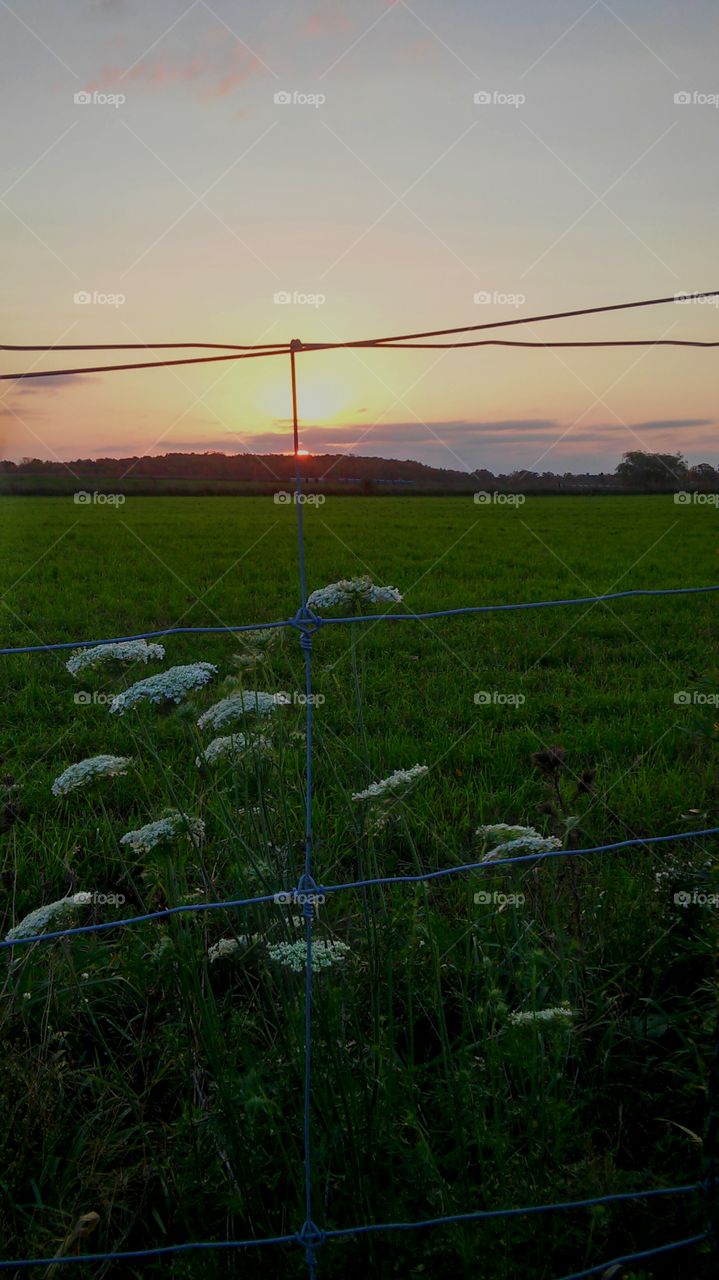 Landscape, Field, Agriculture, Grass, Sky
