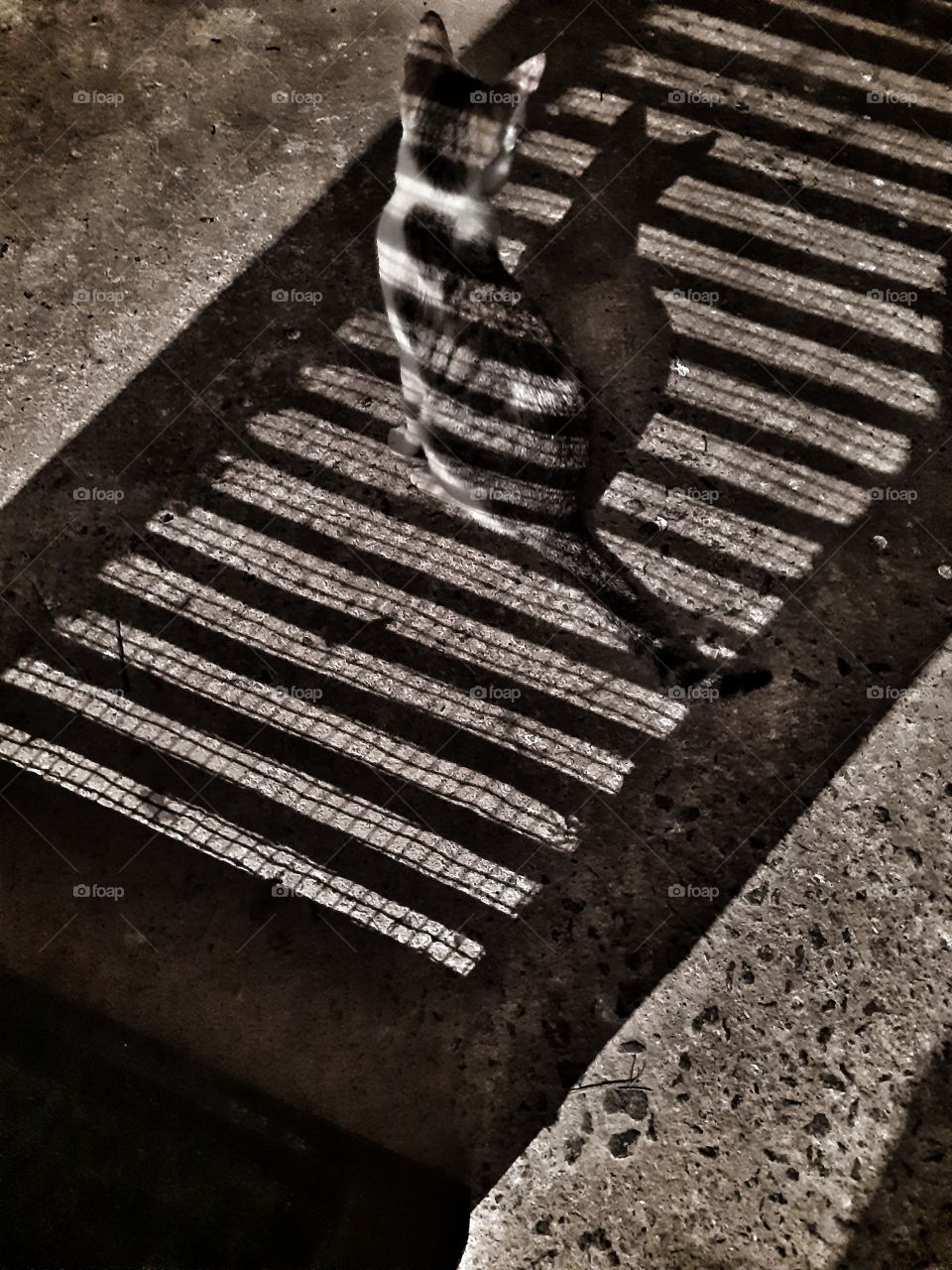 Shadow patterns falling on a cat's body..