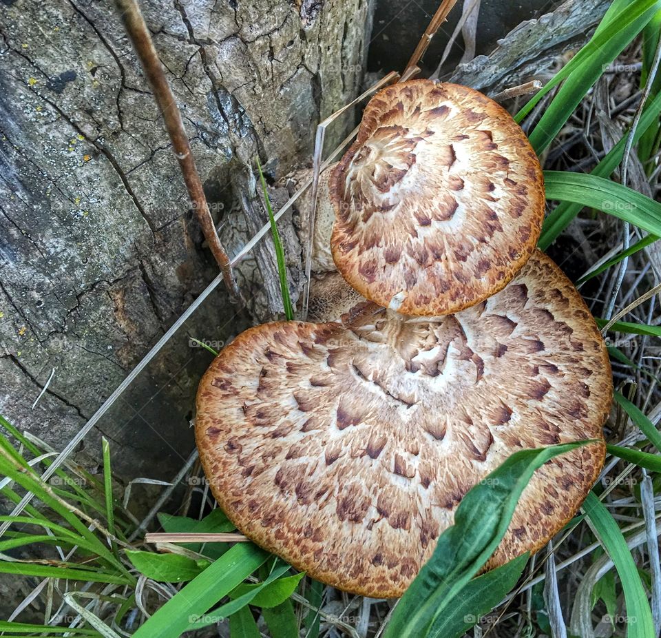 Close-up of a mushroom