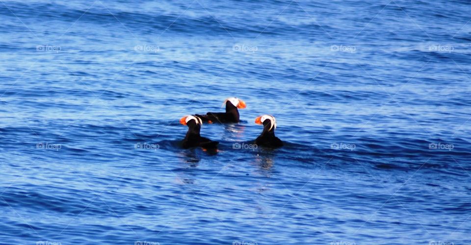 Tufted Puffins