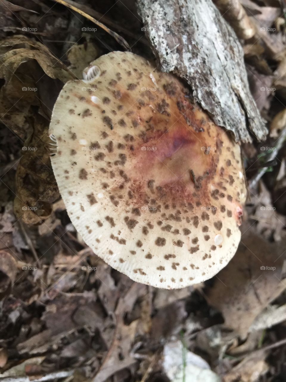 Pretty for a mushroom