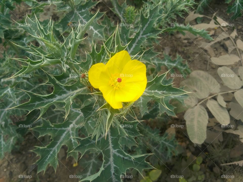 a beautiful yellow flowers in the forest.