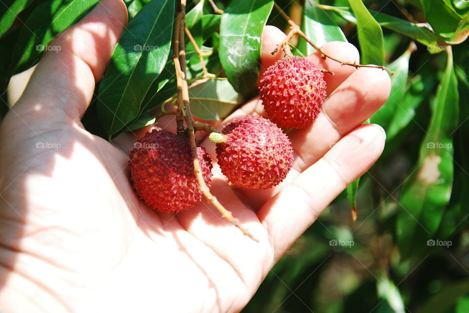 Many lychee in the hand