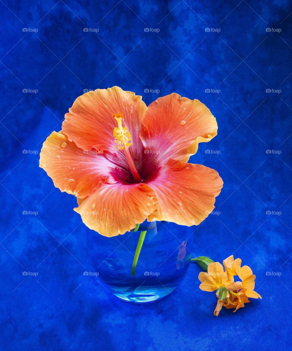 Hibiscus in a vase