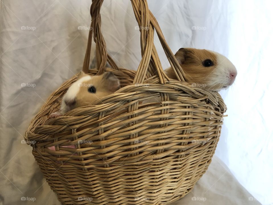 Two babies in a basket