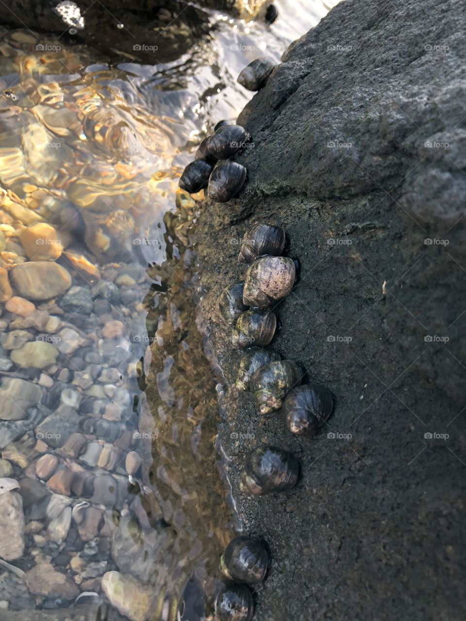 Sea snails