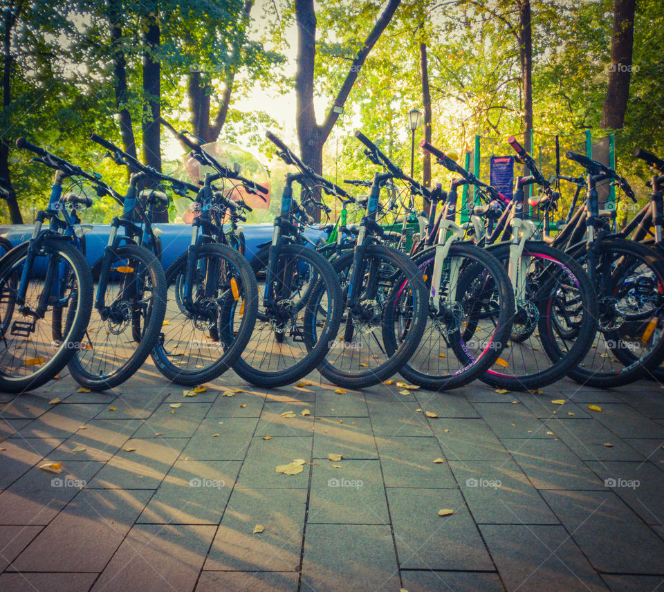 Beginning of autumn.  Bicycles hardly standing in the park on a background of trees on a sunny autumn day