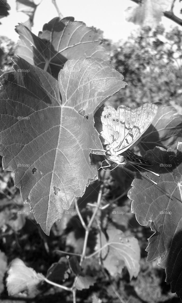 Butterfly in the Vineyard