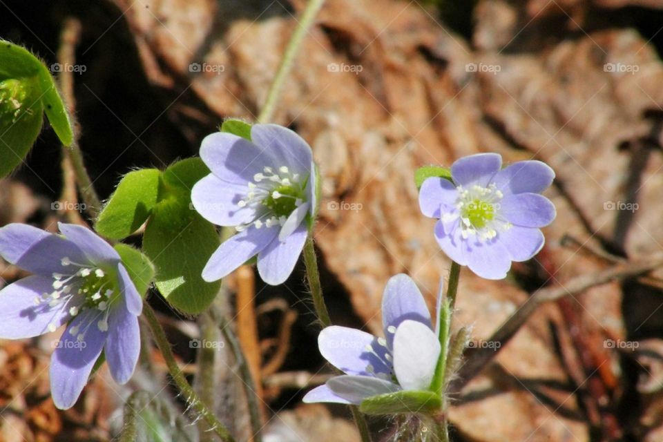 purple glory