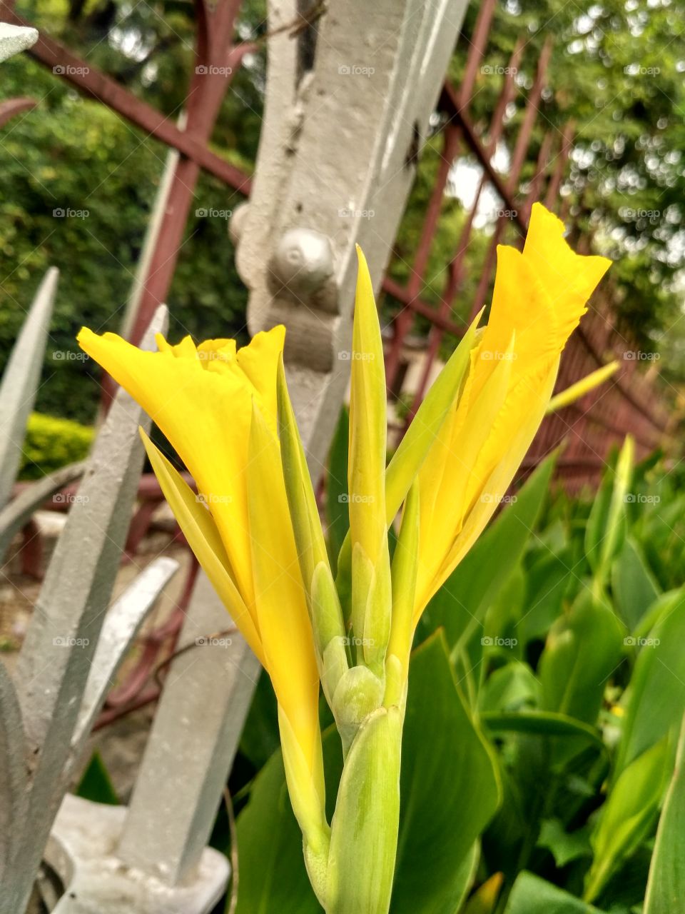 Beautiful yellow flower