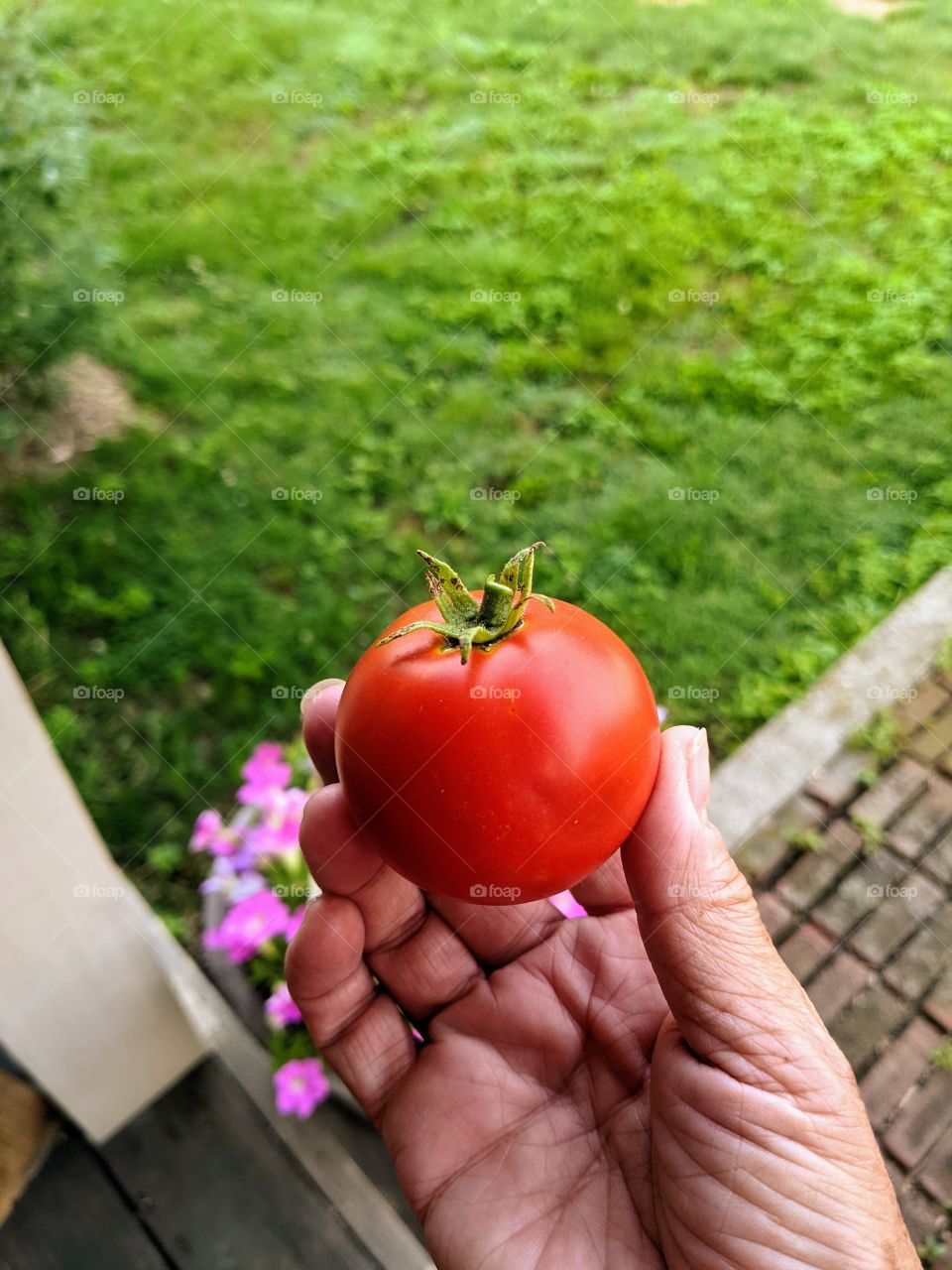 homegrown tomato