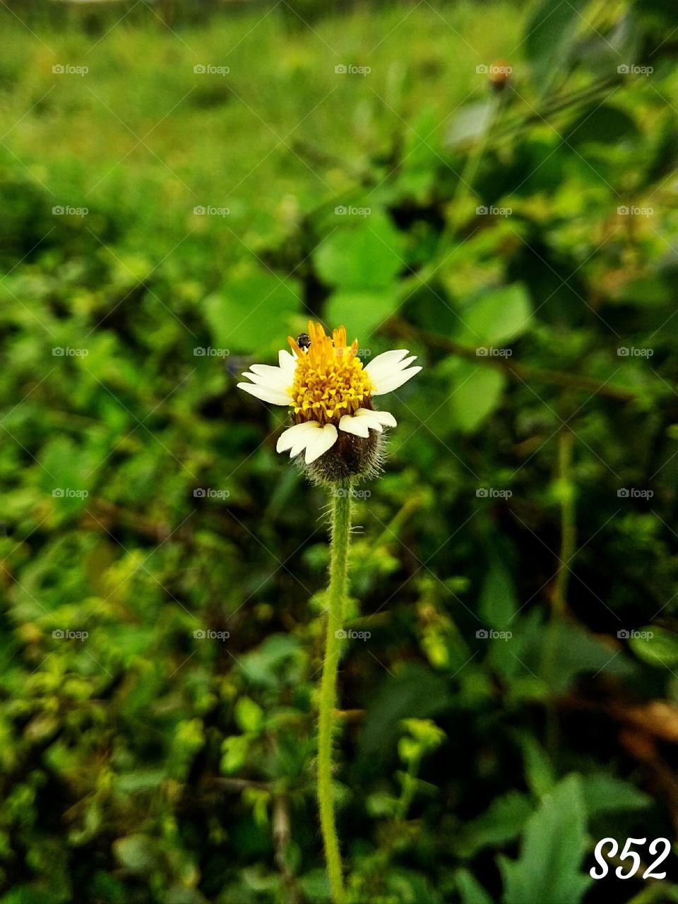 Tridax Daisy____S52