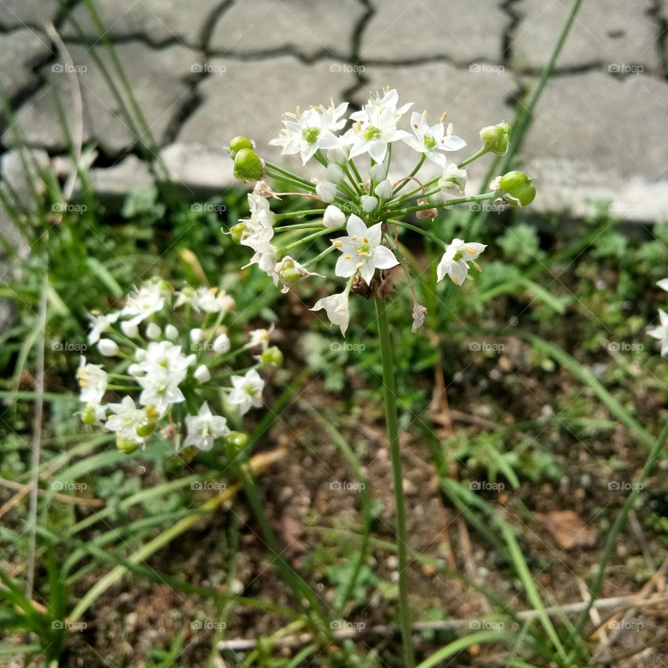 Planting white flower in the garden is beauty in Nature