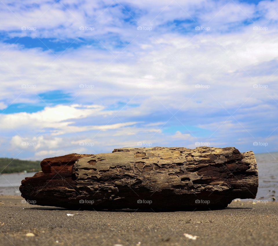 A cut wood in the beach