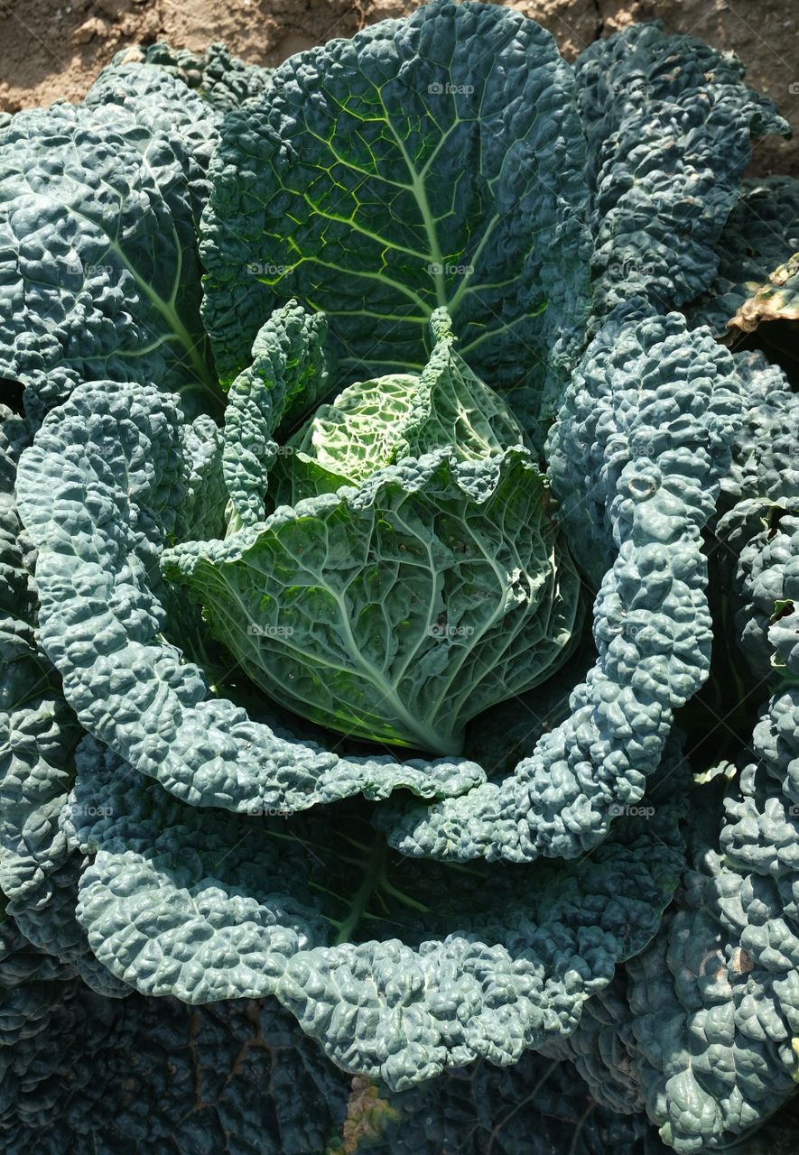 big cabbage in the garden