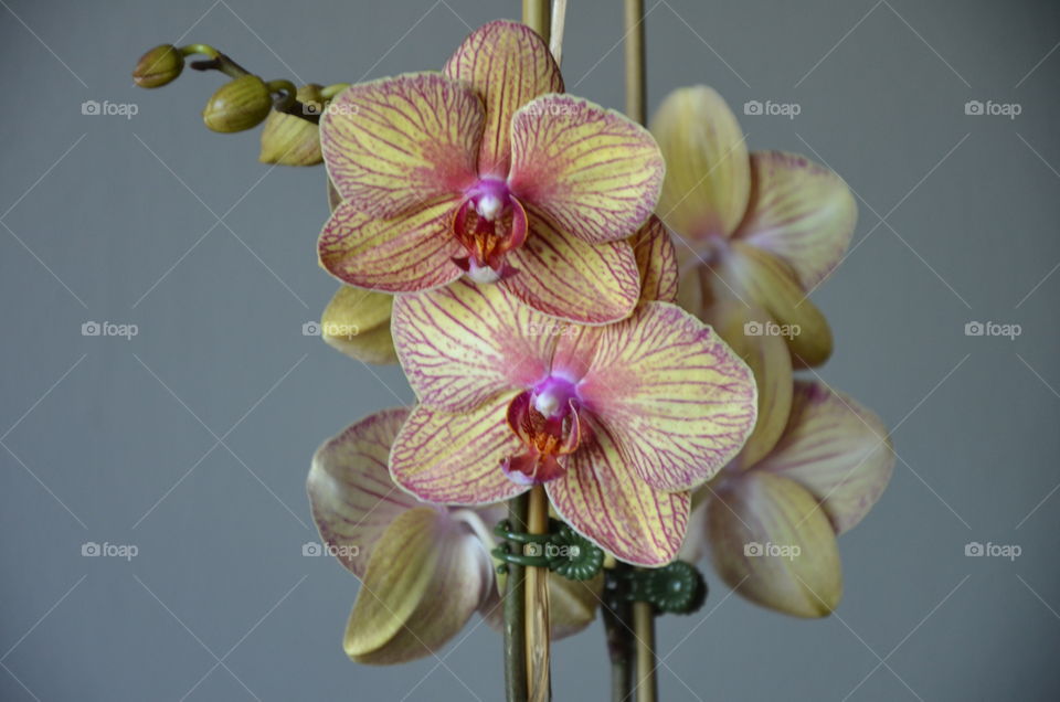 Orchid