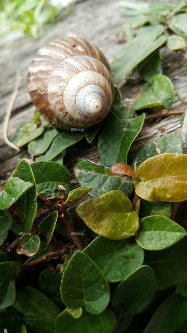 Close-up of shell of snail