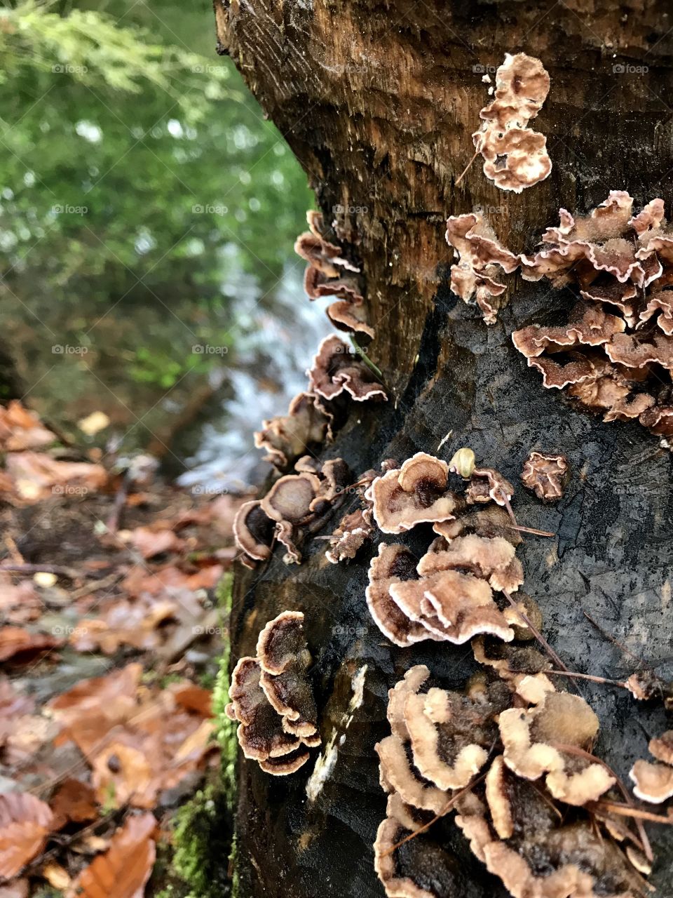 Mushroom Steibachweiher 