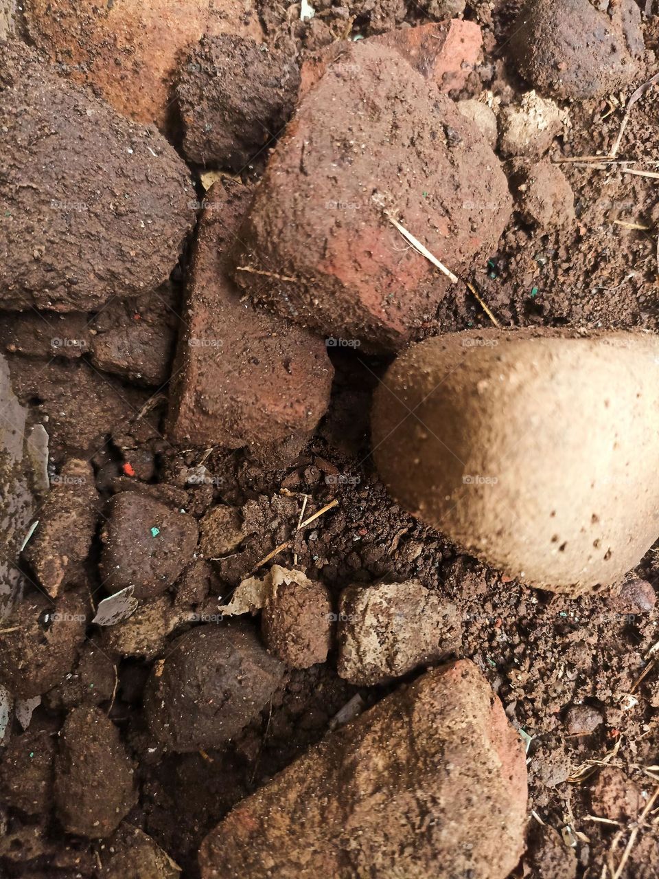 Close-up of scattered bricks and soil with a mushroom growing in between in high angle view