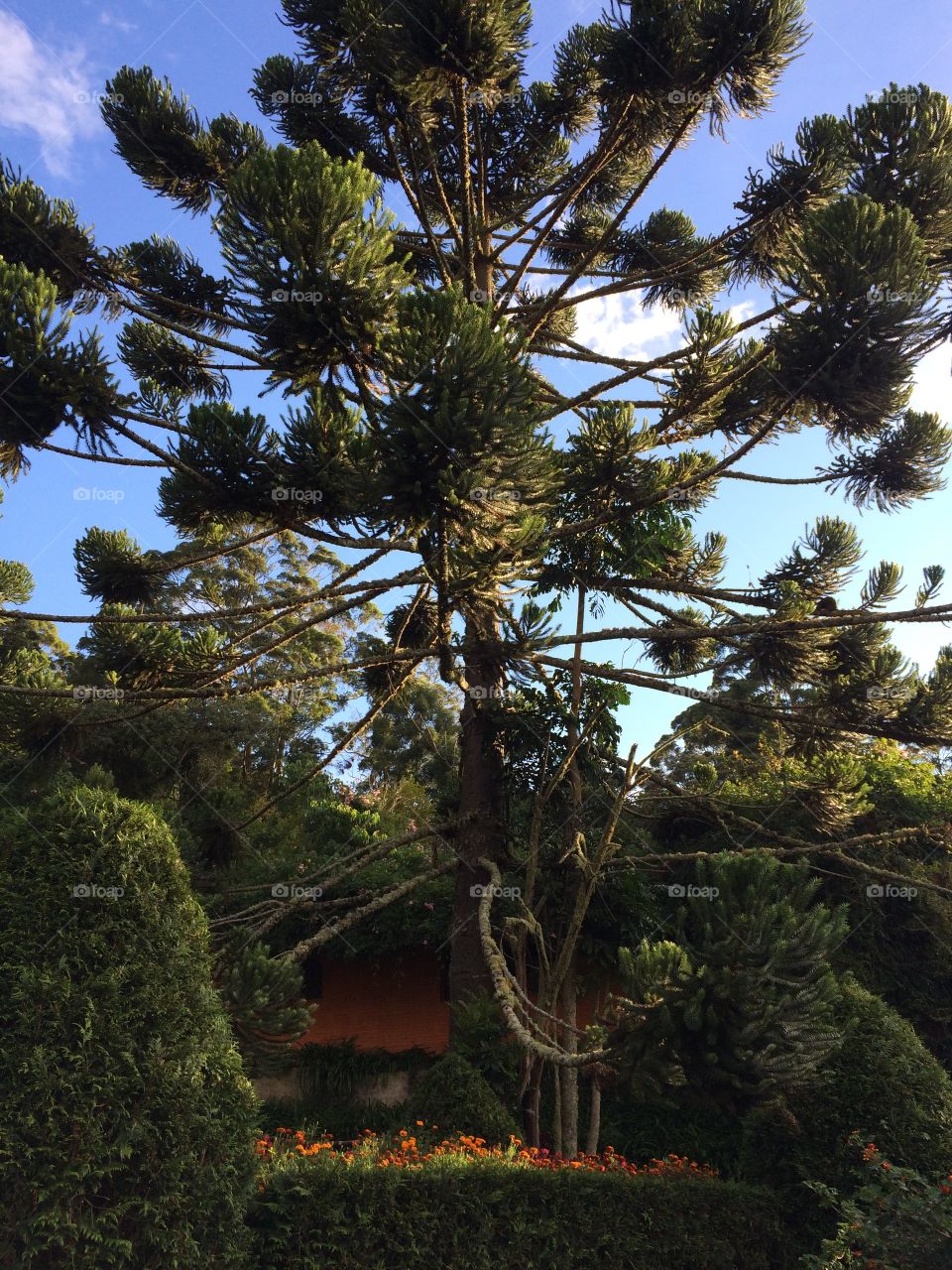 Araucaria tree