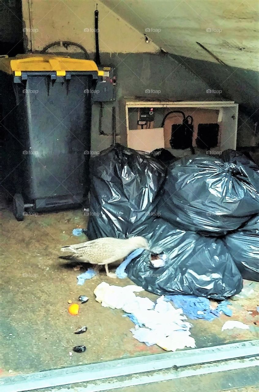 White Bird picking at rubbish bag