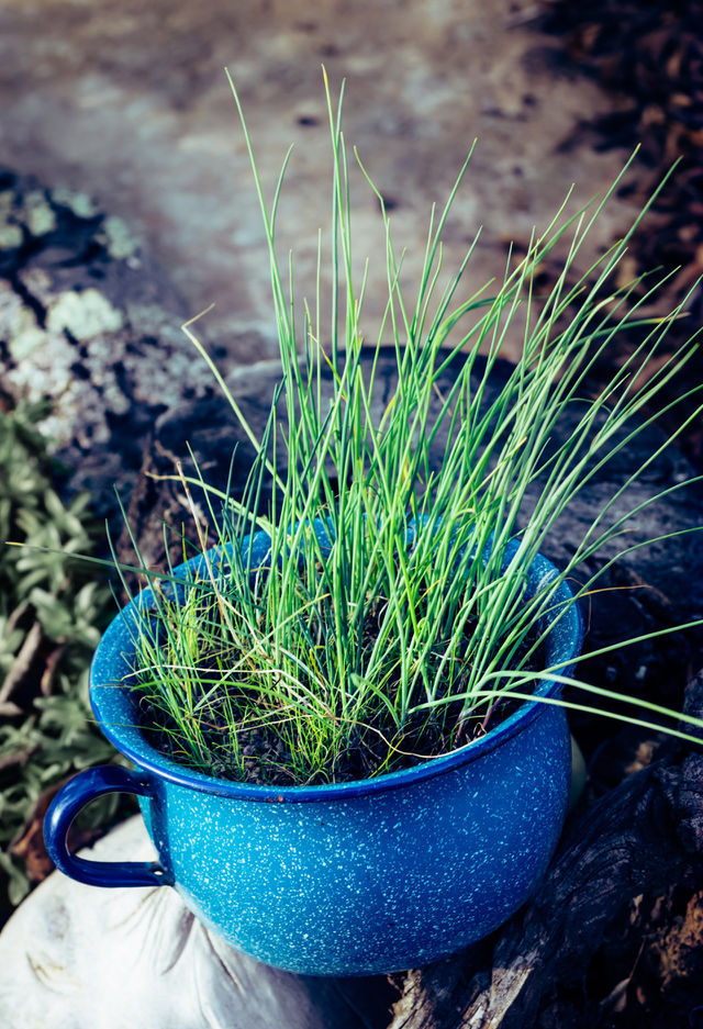 A portrait of green chives in a blue chamber pot