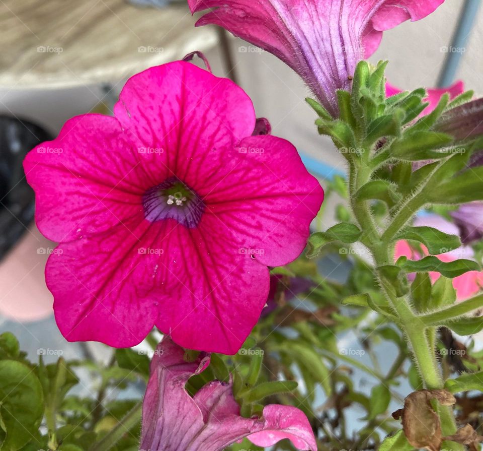 🌹 🇺🇸 Very beautiful flowers to brighten our day.  Live nature and its beauty. Did you like the delicate petals? / 🇧🇷 Flores muito bonitas para alegrar nosso dia. Viva a natureza e sua beleza. Gostaram das pétalas delicadas? 