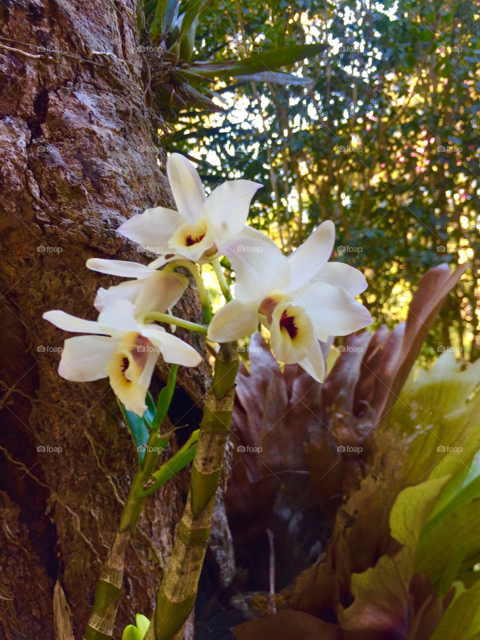 Orquídea branca