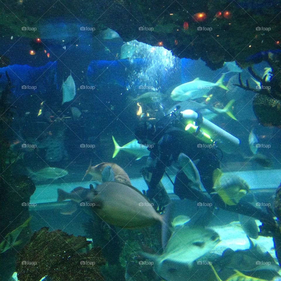 Diver scuba fish aquarium 