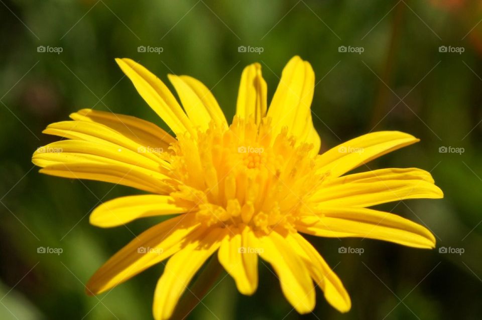 Beautiful yellow flower