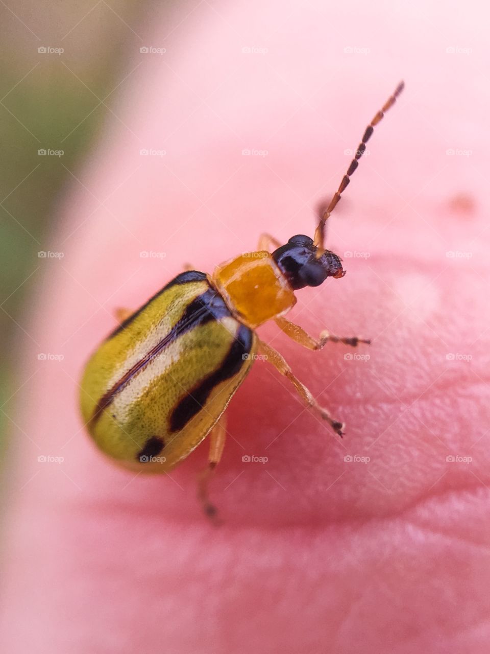 Little beetle on the finger